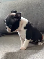 KIKI, a male Boston Terrier for sale in Houston, TX – 2 of 5