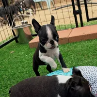 Max, a male Boston Terrier for sale in Houston, TX – 3 of 4