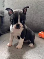 KIKI, a male Boston Terrier for sale in Houston, TX – 1 of 5