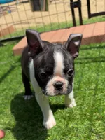 Cap, a male Boston Terrier for sale in Houston, TX – 2 of 4