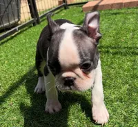 Skibidi, a male Boston Terrier for sale in Houston, TX – 4 of 4