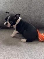 KIKI, a male Boston Terrier for sale in Houston, TX – 5 of 5