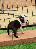Delulu, a male Boston Terrier for sale in Houston, TX – 4 of 4