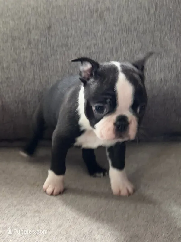 Sweet – Boston Terrier puppy for sale in Houston, TX