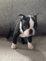 Sweet, a male Boston Terrier for sale in Houston, TX – 1 of 2