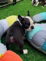 Slay, a male Boston Terrier for sale in Houston, TX – 2 of 3
