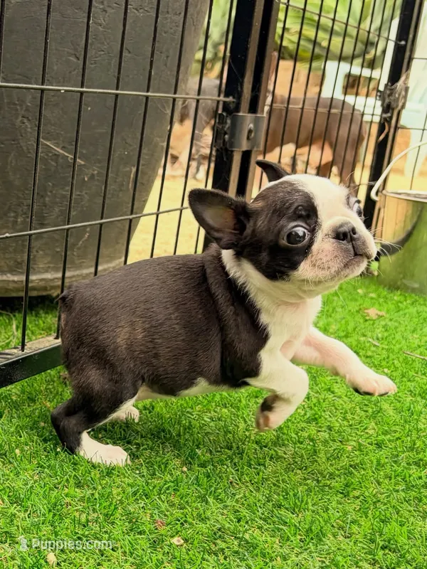 Slay – Boston Terrier puppy for sale in Houston, TX