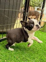 Slay, a male Boston Terrier for sale in Houston, TX – 1 of 3