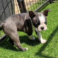 Ohio, a male Boston Terrier for sale in Houston, TX – 3 of 3