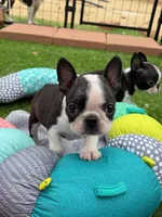 Slay, a male Boston Terrier for sale in Houston, TX – 3 of 3
