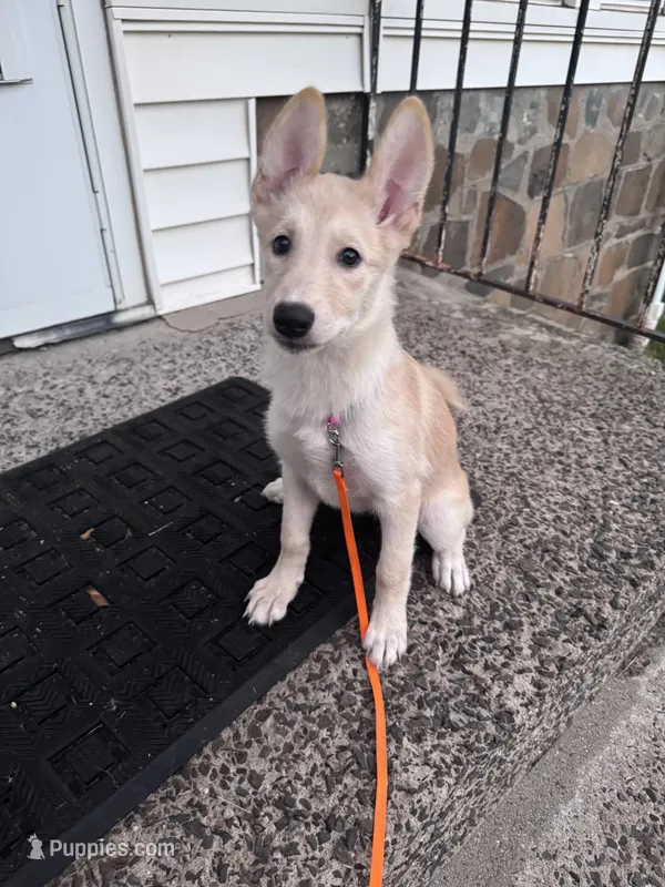 Teacup – Belgian Malinois, Siberian Husky puppy for sale in New Britain, CT