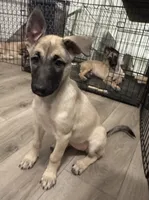 Stella, a female Belgian Malinois and Siberian Husky for sale in New Britain, CT – 3 of 8