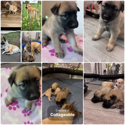 Fluffy , a female Belgian Malinois and Siberian Husky for sale in New Britain, CT – 9 of 9