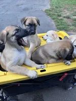 Fluffy , a female Belgian Malinois and Siberian Husky for sale in New Britain, CT – 8 of 9