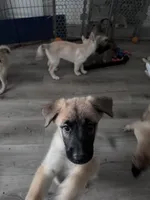Fluffy , a female Belgian Malinois and Siberian Husky for sale in New Britain, CT – 6 of 9