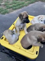 Fluffy , a female Belgian Malinois and Siberian Husky for sale in New Britain, CT – 7 of 9