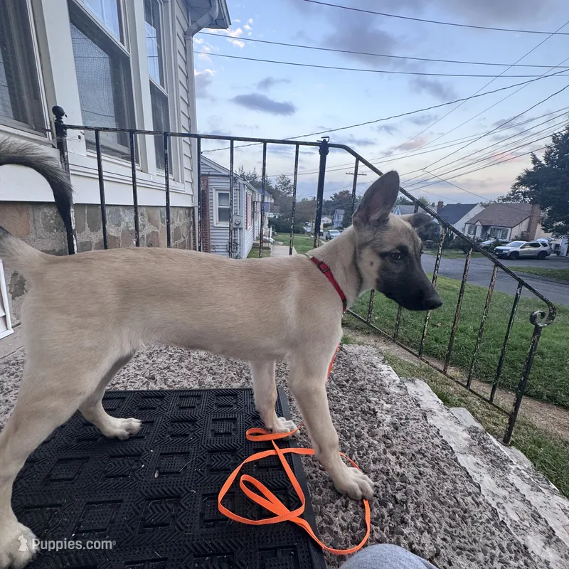 Stella – Belgian Malinois, Siberian Husky puppy for sale in New Britain, CT
