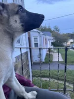 Stella, a female Belgian Malinois and Siberian Husky for sale in New Britain, CT – 6 of 8