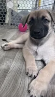 Stella, a female Belgian Malinois and Siberian Husky for sale in New Britain, CT – 2 of 8
