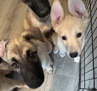 Stella, a female Belgian Malinois and Siberian Husky for sale in New Britain, CT – 5 of 8