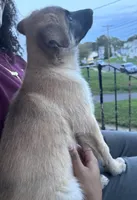 Fluffy , a female Belgian Malinois and Siberian Husky for sale in New Britain, CT – 5 of 9