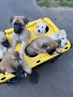 Teacup, a female Belgian Malinois and Siberian Husky for sale in New Britain, CT – 6 of 8
