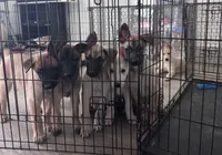 Teacup, a female Belgian Malinois and Siberian Husky for sale in New Britain, CT – 4 of 8