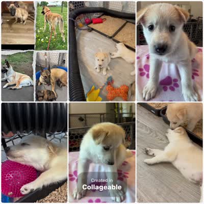 Teacup, a female Belgian Malinois and Siberian Husky for sale in New Britain, CT – 8 of 8
