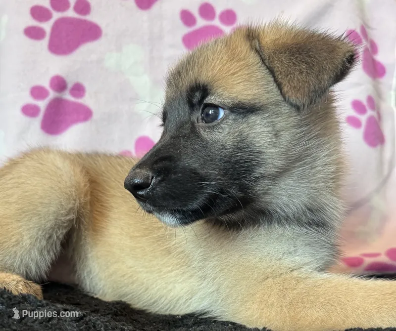 Fluffy  – Belgian Malinois, Siberian Husky puppy for sale in New Britain, CT