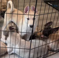 Teacup, a female Belgian Malinois and Siberian Husky for sale in New Britain, CT – 5 of 8