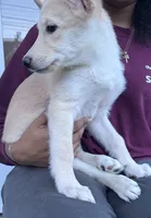 Teacup, a female Belgian Malinois and Siberian Husky for sale in New Britain, CT – 2 of 8