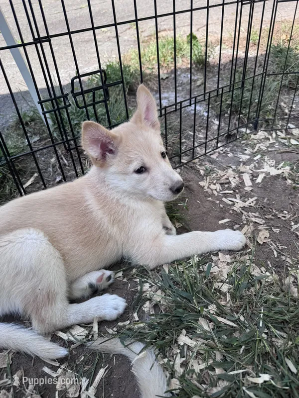 Teacup – Belgian Malinois, Siberian Husky puppy for sale in New Britain, CT