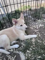Teacup, a female Belgian Malinois and Siberian Husky for sale in New Britain, CT – 1 of 8