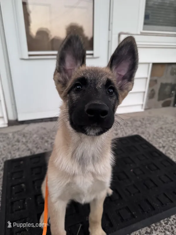 Fluffy  – Belgian Malinois, Siberian Husky puppy for sale in New Britain, CT