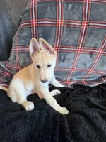 Teacup, a female Belgian Malinois and Siberian Husky for sale in New Britain, CT – 7 of 8