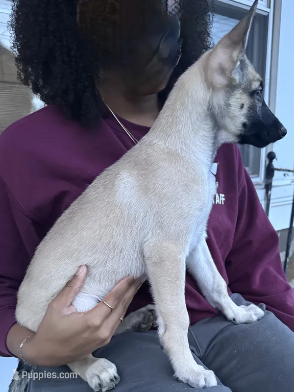 Stella – Belgian Malinois, Siberian Husky puppy for sale in New Britain, CT