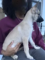 Stella, a female Belgian Malinois and Siberian Husky for sale in New Britain, CT – 1 of 8
