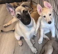 Stella, a female Belgian Malinois and Siberian Husky for sale in New Britain, CT – 4 of 8