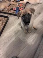 Fluffy , a female Belgian Malinois and Siberian Husky for sale in New Britain, CT – 4 of 9