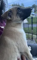 Fluffy , a female Belgian Malinois and Siberian Husky for sale in New Britain, CT – 3 of 9