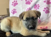 Fluffy , a female Belgian Malinois and Siberian Husky for sale in New Britain, CT – 2 of 9