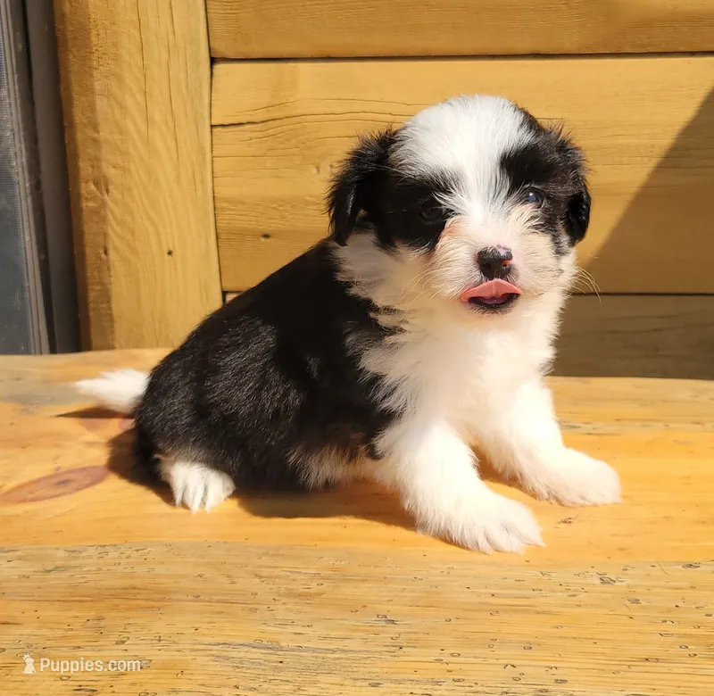 BT toy – Maltese, Miniature Australian Shepherd puppy for sale in Russell, MN