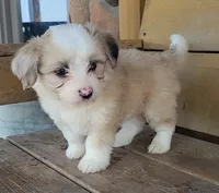 Red merle female, a female Miniature Australian Shepherd for sale in Russell, MN – 4 of 5
