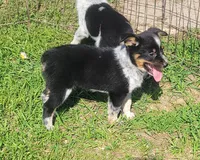 Mini Texas Heeler male, a male Australian Cattle Dog and Miniature Australian Shepherd for sale in Russell, MN – 3 of 3