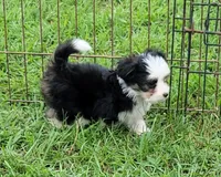 BT toy, a male Miniature Australian Shepherd for sale in Russell, MN – 5 of 9
