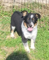 Mini Texas Heeler male, a male Australian Cattle Dog and Miniature Australian Shepherd for sale in Russell, MN – 2 of 3