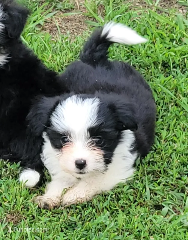 Black male 3 – Miniature Australian Shepherd puppy for sale in Russell, MN