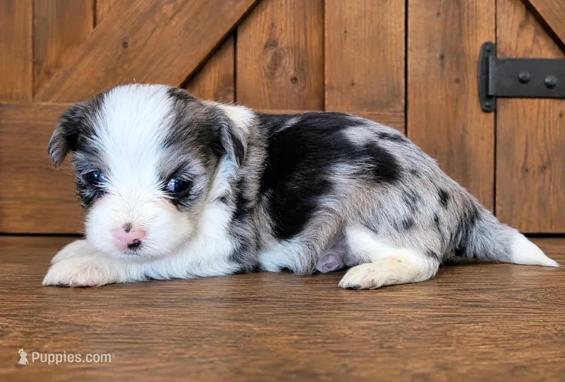 Blue Merle F – Maltese, Miniature Australian Shepherd puppy for sale in Russell, MN