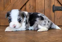 Blue Merle F, a female Maltese and Miniature Australian Shepherd for sale in Russell, MN – 1 of 3
