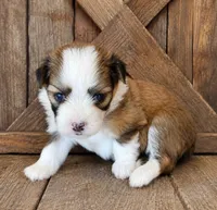 Sable F, a female Maltese and Miniature Australian Shepherd for sale in Russell, MN – 1 of 1